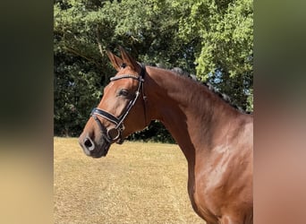 Oldenburger, Stute, 4 Jahre, 175 cm, Brauner