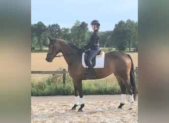 Oldenburger, Stute, 4 Jahre, 175 cm, Dunkelbrauner