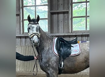 Oldenburger, Stute, 4 Jahre, 175 cm, Schimmel
