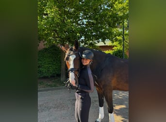 Oldenburger, Stute, 4 Jahre, Dunkelbrauner