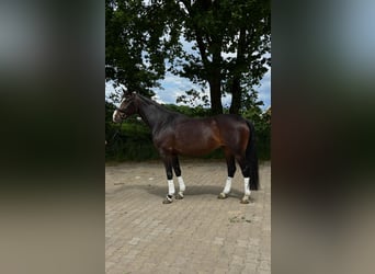 Oldenburger, Stute, 4 Jahre, Dunkelbrauner