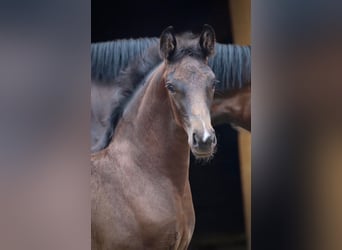 Oldenburger, Stute, 4 Jahre, Rappe