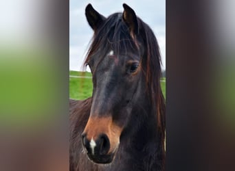 Oldenburger, Stute, 5 Jahre, 158 cm, Dunkelbrauner