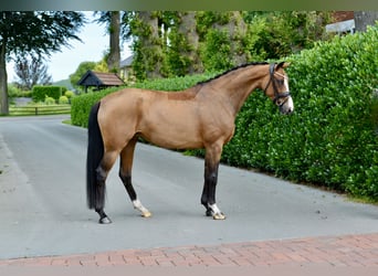 Oldenburger, Stute, 5 Jahre, 160 cm, Brauner