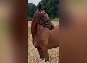 Oldenburger, Stute, 5 Jahre, 160 cm, Brauner