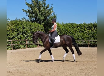 Oldenburger, Stute, 5 Jahre, 160 cm, Dunkelbrauner