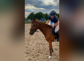 Oldenburger, Stute, 5 Jahre, 160 cm, Fuchs