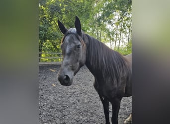 Oldenburger, Stute, 5 Jahre, 160 cm, Rappe