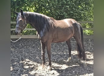 Oldenburger, Stute, 5 Jahre, 160 cm, Rappe