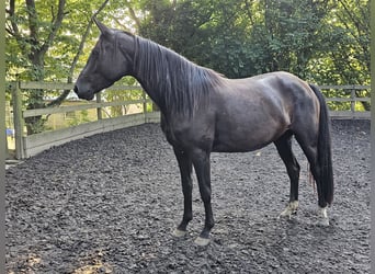 Oldenburger, Stute, 5 Jahre, 160 cm, Rappe