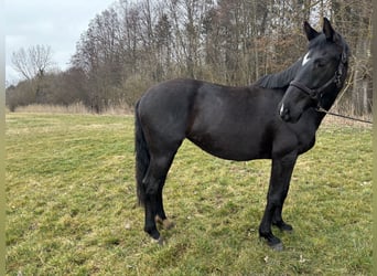 Oldenburger, Stute, 5 Jahre, 161 cm, Rappe