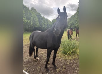 Oldenburger, Stute, 5 Jahre, 161 cm, Rappe