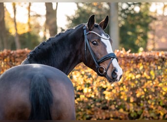 Oldenburger, Stute, 5 Jahre, 162 cm, Brauner