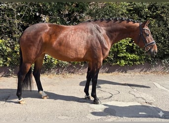 Oldenburger, Stute, 5 Jahre, 162 cm, Brauner