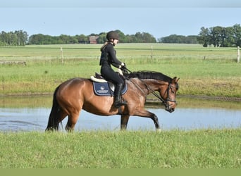 Oldenburger, Stute, 5 Jahre, 162 cm, Brauner