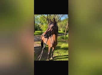 Oldenburger, Stute, 5 Jahre, 162 cm, Dunkelbrauner