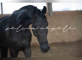 Oldenburger, Stute, 5 Jahre, 162 cm, Rappe