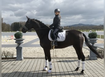 Oldenburger, Stute, 5 Jahre, 162 cm, Rappe