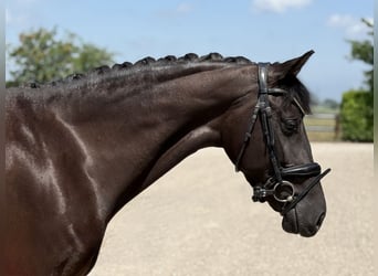 Oldenburger, Stute, 5 Jahre, 162 cm, Rappe