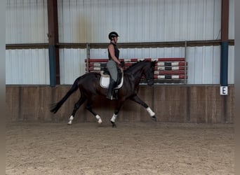 Oldenburger, Stute, 5 Jahre, 162 cm, Rappe