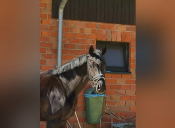 Oldenburger, Stute, 5 Jahre, 162 cm, Rappe