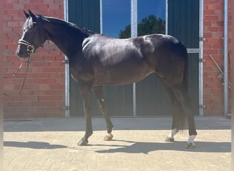 Oldenburger, Stute, 5 Jahre, 162 cm, Rappe
