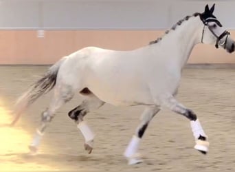 Oldenburger, Stute, 5 Jahre, 162 cm, Schimmel