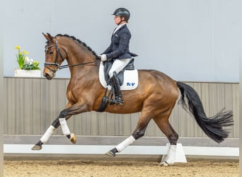 Oldenburger, Stute, 5 Jahre, 163 cm, Brauner