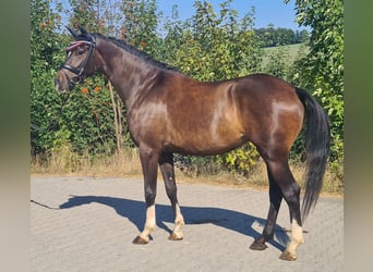 Oldenburger, Stute, 5 Jahre, 163 cm, Brauner