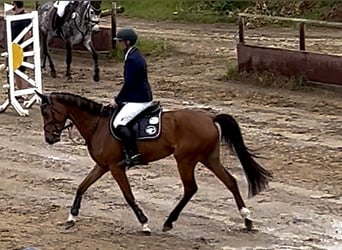 Oldenburger, Stute, 5 Jahre, 163 cm, Brauner