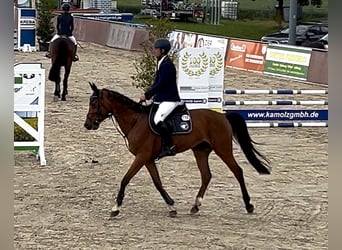 Oldenburger, Stute, 5 Jahre, 163 cm, Brauner