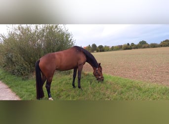 Oldenburger, Stute, 5 Jahre, 163 cm, Dunkelbrauner