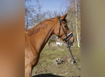 Oldenburger, Stute, 5 Jahre, 163 cm, Fuchs