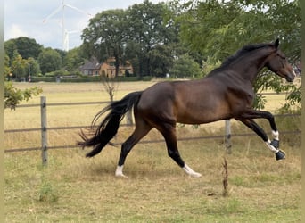 Oldenburger, Stute, 5 Jahre, 164 cm, Dunkelbrauner