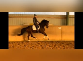 Oldenburger, Stute, 5 Jahre, 164 cm, Dunkelbrauner