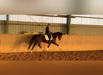 Oldenburger, Stute, 5 Jahre, 164 cm, Dunkelbrauner