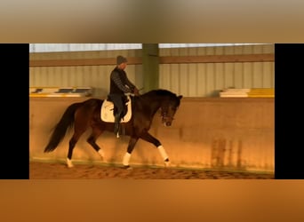 Oldenburger, Stute, 5 Jahre, 164 cm, Dunkelbrauner