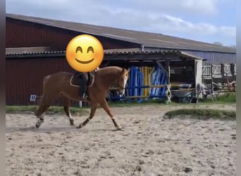 Oldenburger, Stute, 5 Jahre, 164 cm, Dunkelfuchs