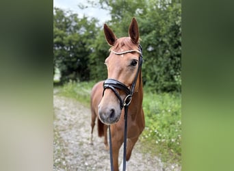 Oldenburger, Stute, 5 Jahre, 164 cm, Fuchs