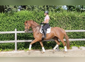 Oldenburger, Stute, 5 Jahre, 164 cm, Fuchs