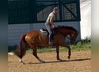 Oldenburger, Stute, 5 Jahre, 164 cm, Fuchs