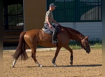 Oldenburger, Stute, 5 Jahre, 164 cm, Fuchs