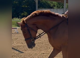 Oldenburger, Stute, 5 Jahre, 164 cm, Fuchs