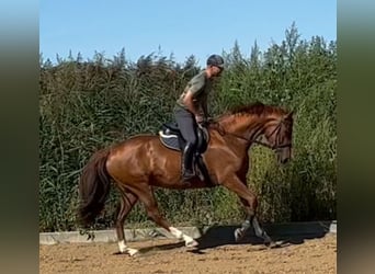 Oldenburger, Stute, 5 Jahre, 164 cm, Fuchs