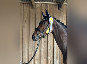 Oldenburger, Stute, 5 Jahre, 165 cm, Brauner