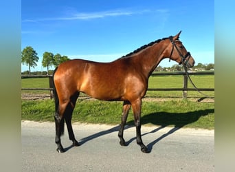 Oldenburger, Stute, 5 Jahre, 165 cm, Brauner