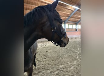 Oldenburger, Stute, 5 Jahre, 165 cm, Brauner