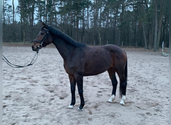 Oldenburger, Stute, 5 Jahre, 165 cm, Dunkelbrauner