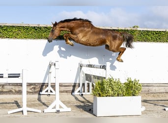 Oldenburger, Stute, 5 Jahre, 165 cm, Dunkelfuchs