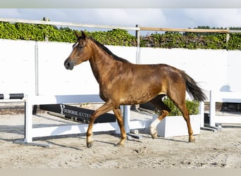 Oldenburger, Stute, 5 Jahre, 165 cm, Dunkelfuchs